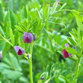 Fast Growth Cover Crop (CSAM2/SAM2)